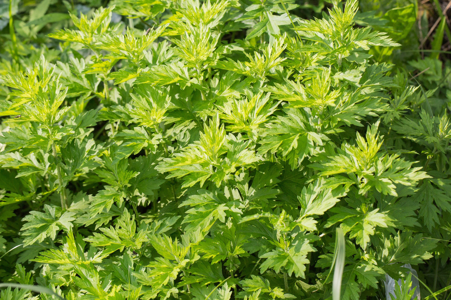 1000 Mugwort (Artemisia Vulgaris) Seeds