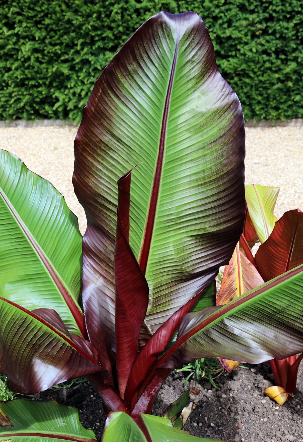 5 Red Abyssinian Banana (Musa Ensete Ventricosum) Seeds