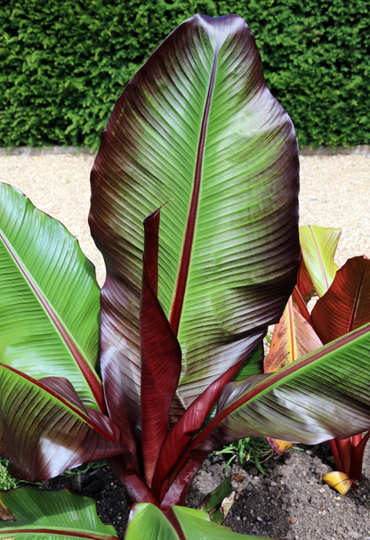 5 Red Abyssinian Banana (Musa Ensete Ventricosum) Seeds