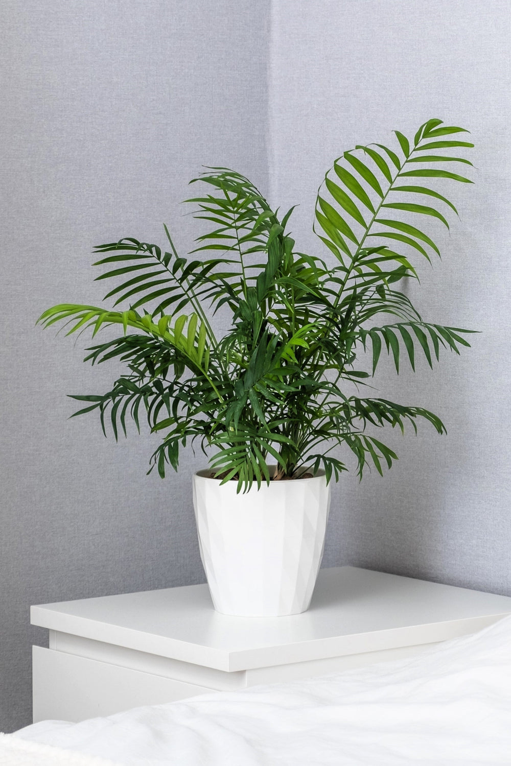 15 Parlor Palm (Chamaedorea Elegans) Seeds