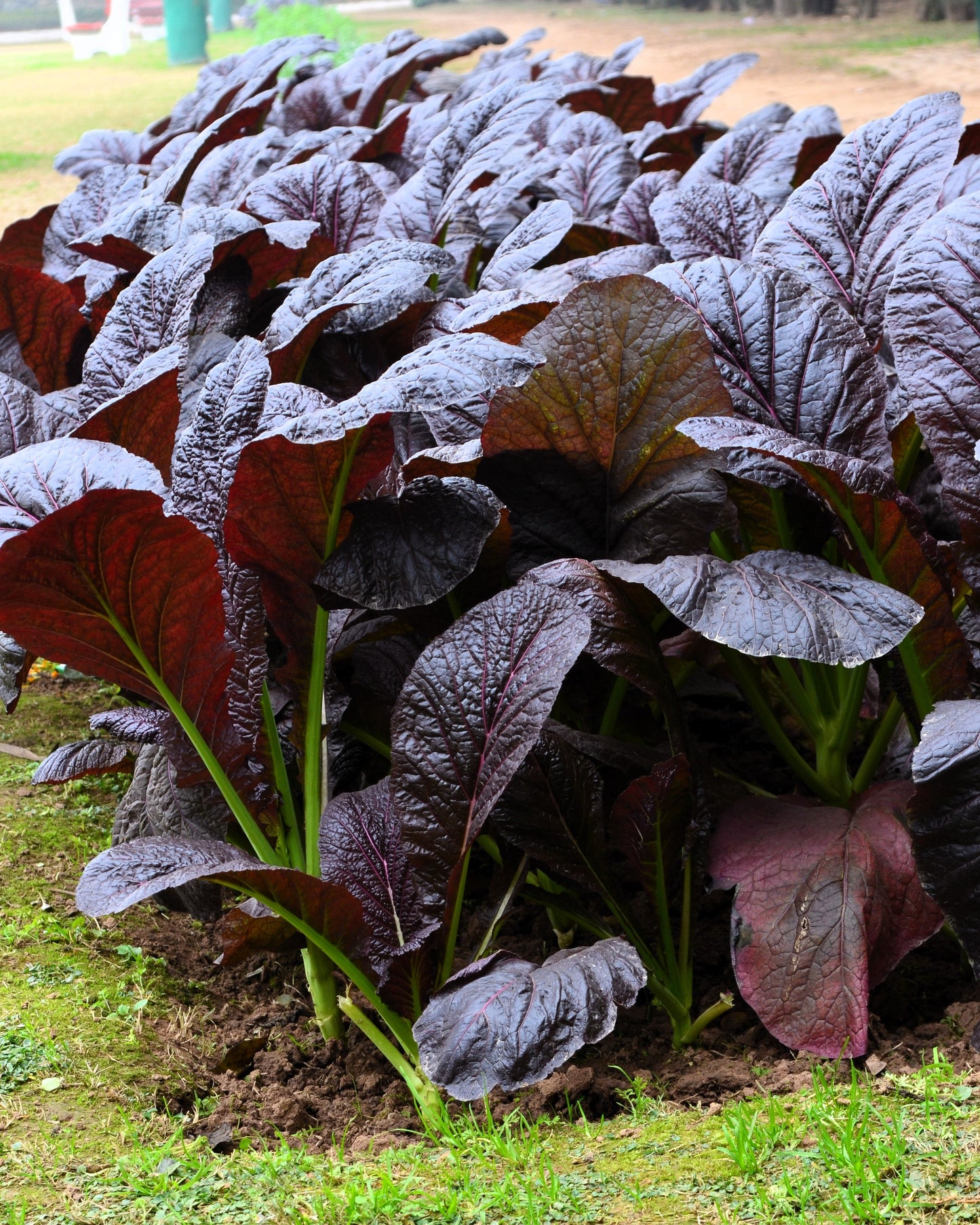 1500 Red Giant Mustard (Brassica Junco) Seeds