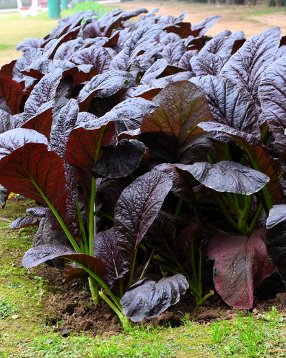 1500 Red Giant Mustard (Brassica Junco) Seeds