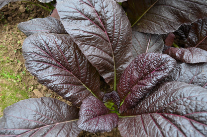 1500 Red Giant Mustard (Brassica Junco) Seeds