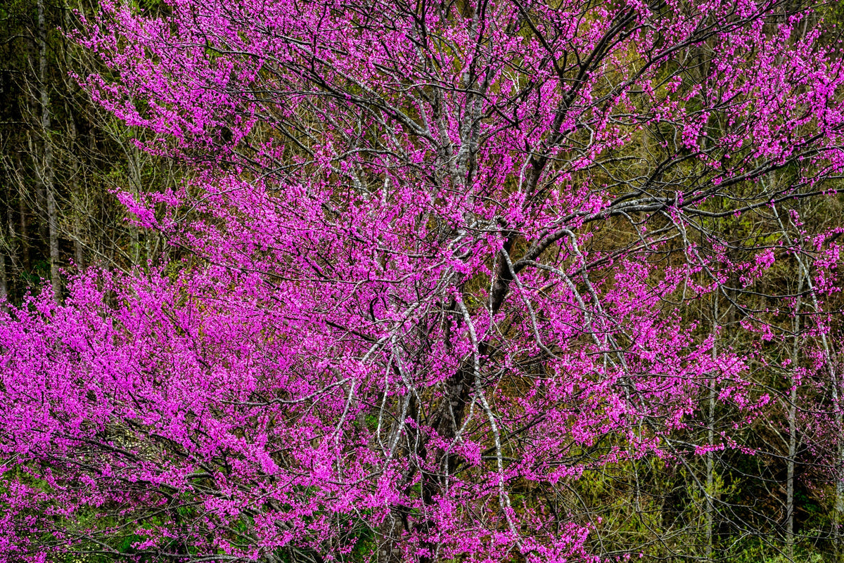 Giant Redbud (Cercis gigantea) Seeds – 40 ct