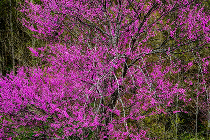 Giant Redbud (Cercis gigantea) Seeds – 40 ct