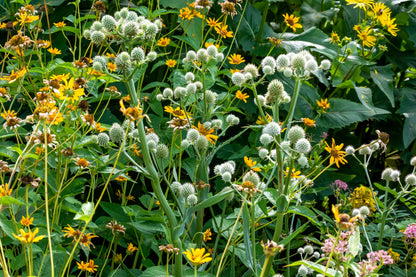 200 Rattlesnake Master / Button Snakeroot  (Eryngium Yuccifolium) Seeds