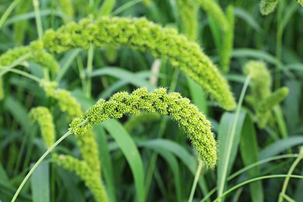 50 LIMELIGHT SPRAY MILLET Light Lime Green Flower Setaria Italica Grass Seeds