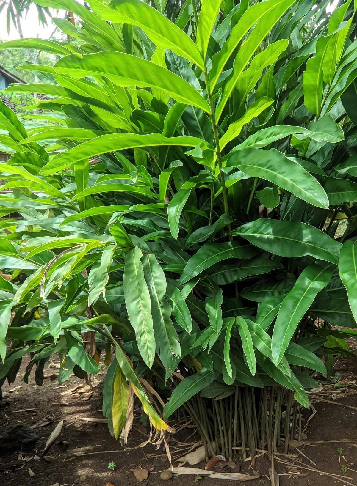 Cardamom (Elettaria cardamomum) Seeds – 5 ct