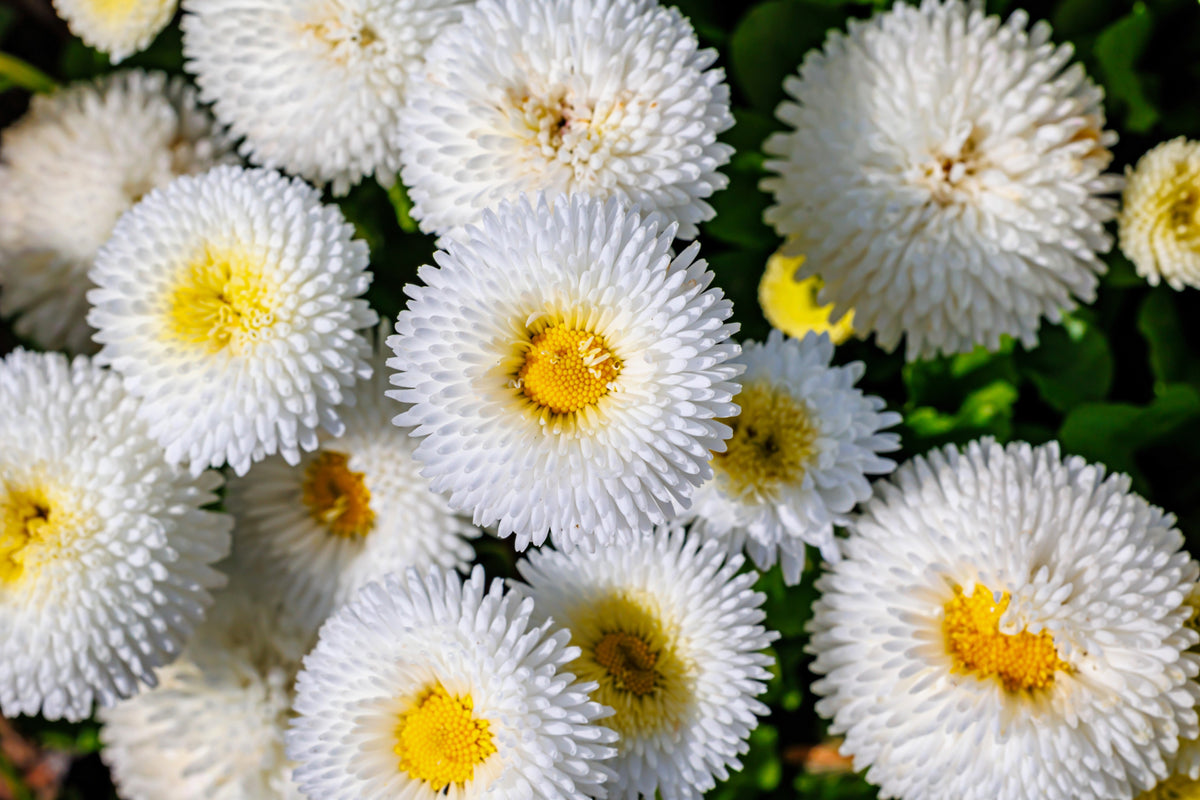 Dwarf White English Daisy (Bellis perennis) Seeds – 500 ct