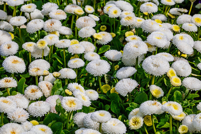 Dwarf White English Daisy (Bellis perennis) Seeds – 500 ct