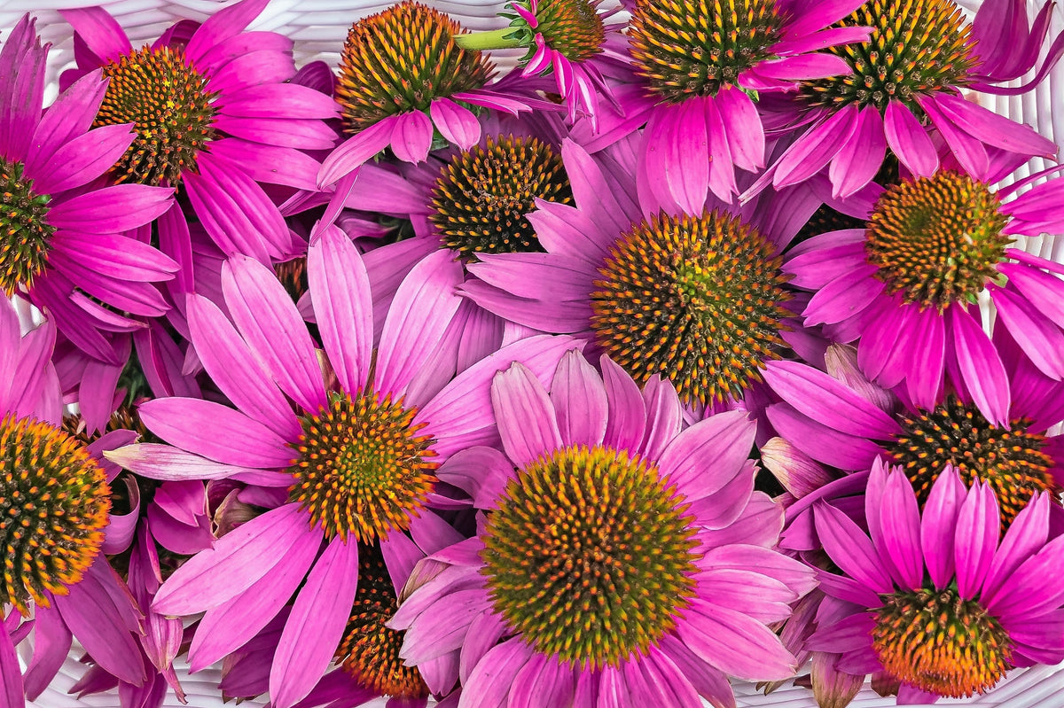 1000 PURPLE CONEFLOWER Echinacea Purpurea Heirloom Flower Herb Seeds