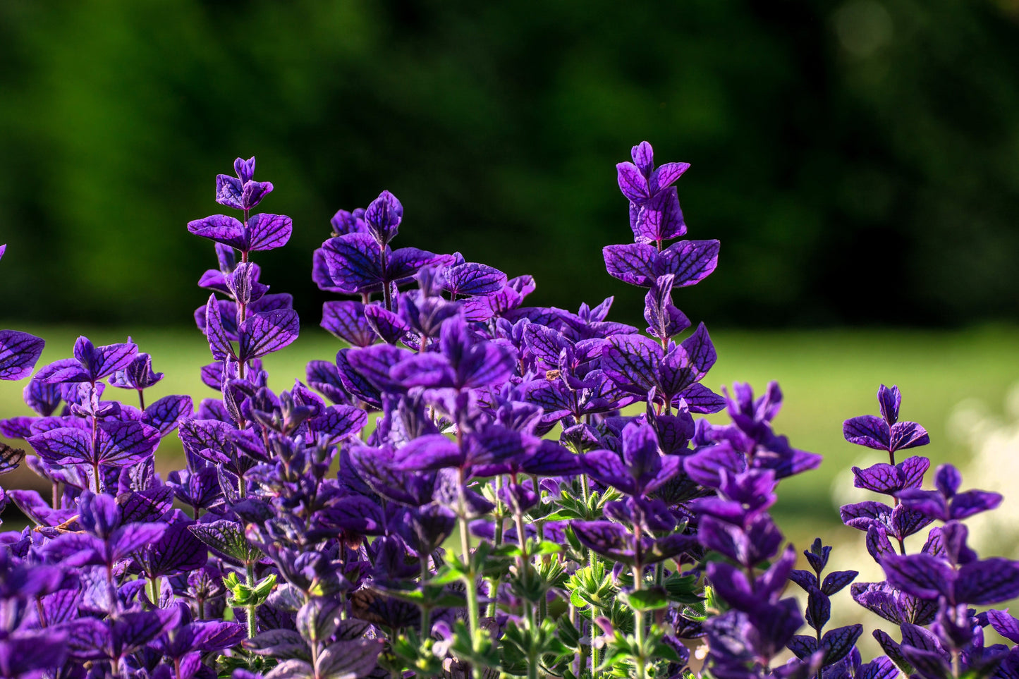 50 Blue Monday Clary Sage (Salvia Viridis Horminum) Seeds