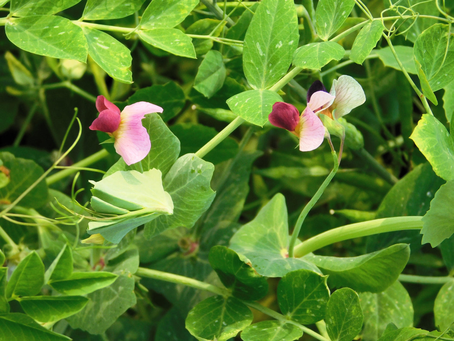 50 Austrian Winter Pea (Pisum Sativum) Seeds