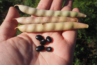 50 BLACK BEAN (Black Turtle Bush Bean) Phaseolus Vulgaris Vegetable Seeds