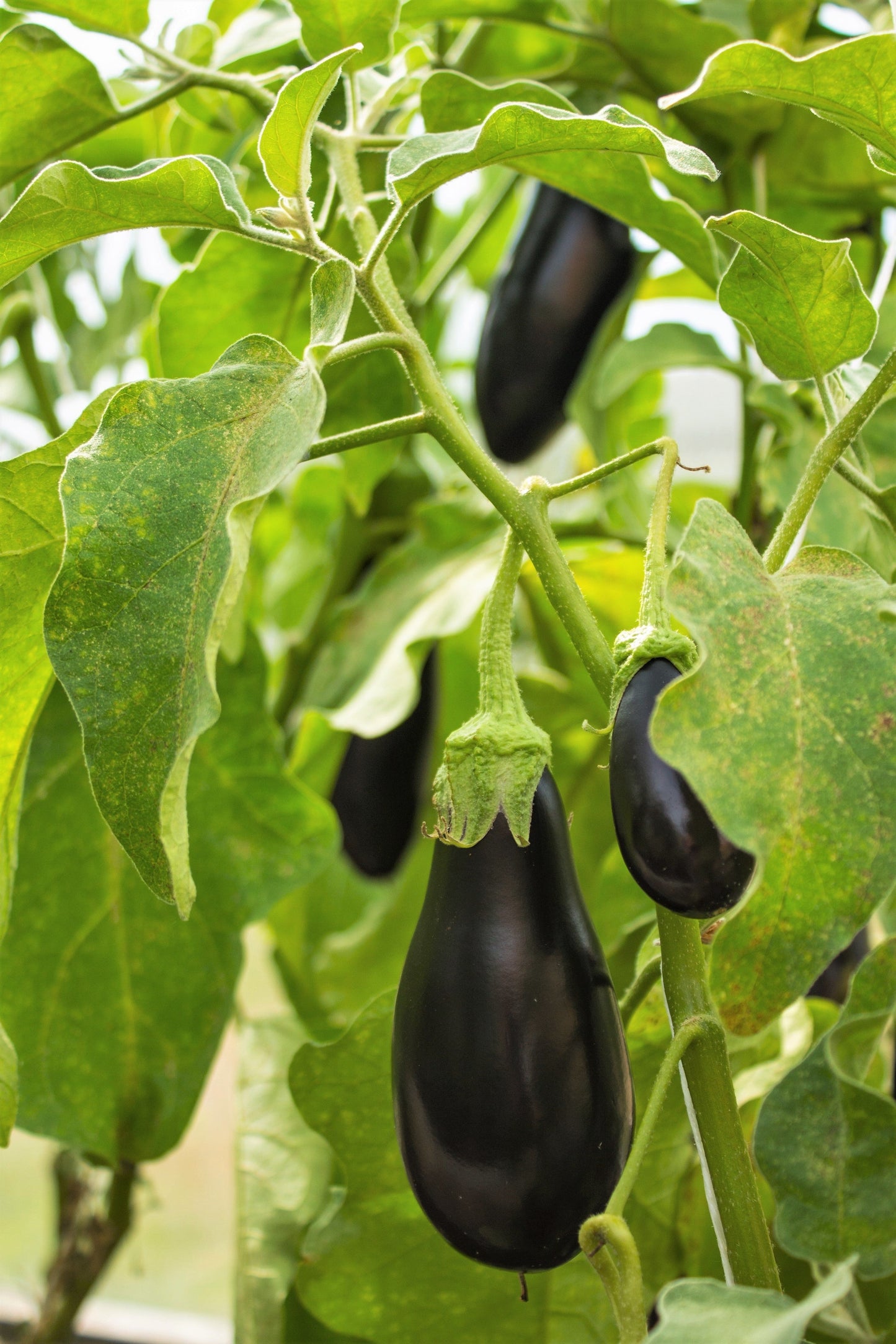 300 Florida Market Eggplant (Solanum Melongena) Seeds