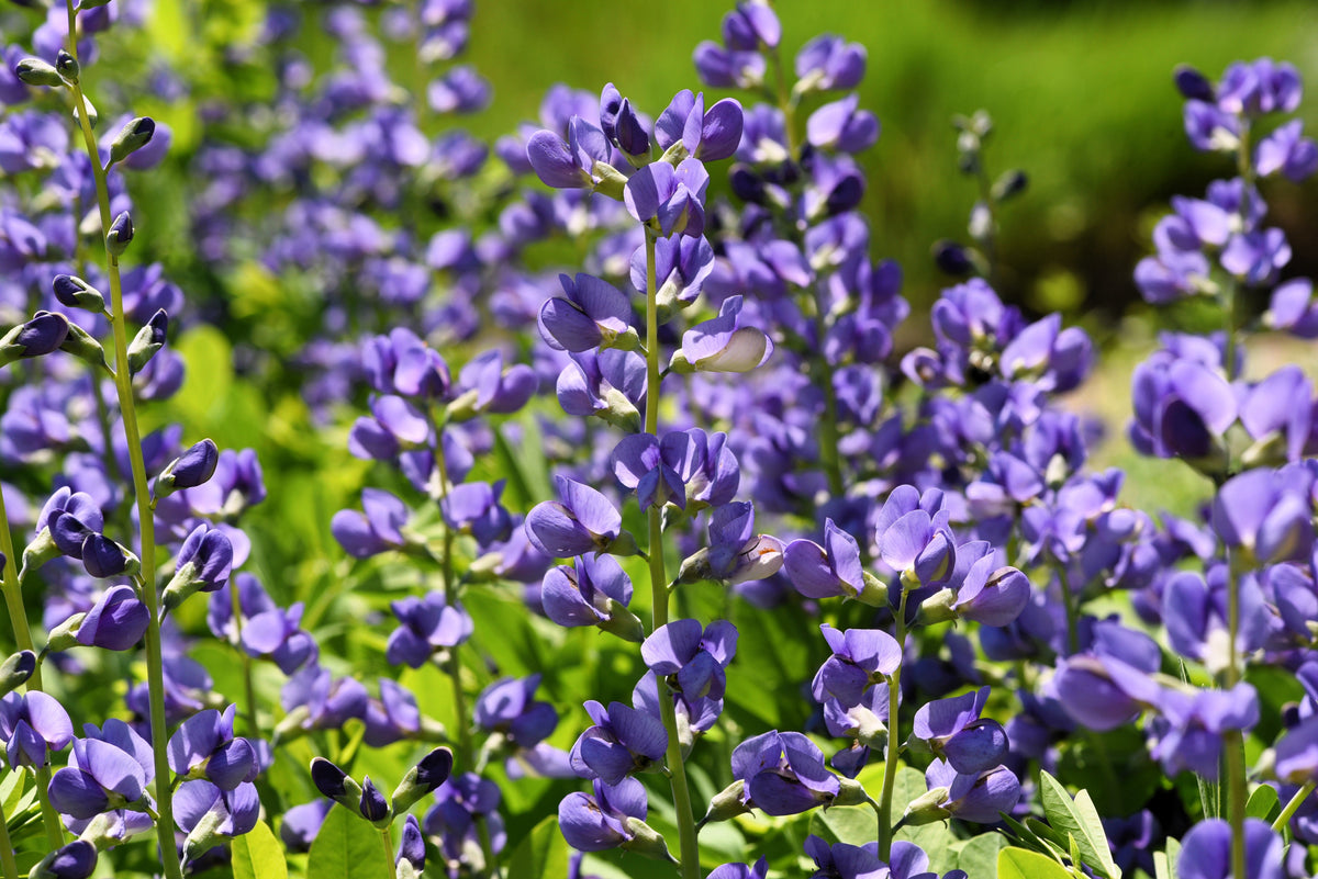 Blue Wild Indigo (Baptisia australis) Seeds – 50 ct