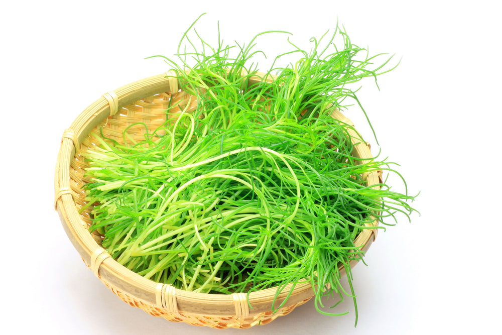 75 Okahijiki / Land Seaweed (Salsola Komarovii) Seeds