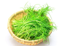 75 Okahijiki / Land Seaweed (Salsola Komarovii) Seeds