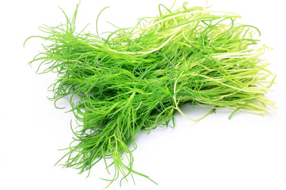 75 Okahijiki / Land Seaweed (Salsola Komarovii) Seeds