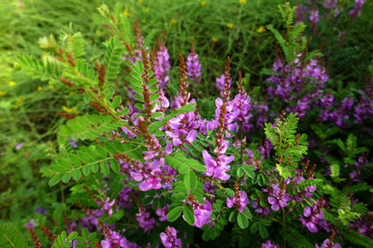 True Indigo (Indigofera tinctoria) Seeds – 50 ct