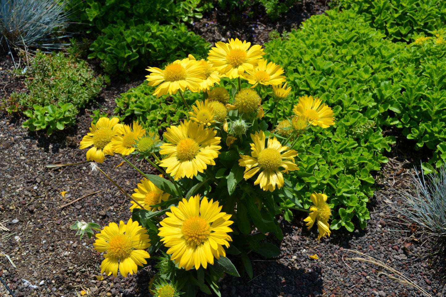 100 Yellow Gaillardia (Blanket Flower / Indian Blanket, Gaillardia Aristata) Seeds