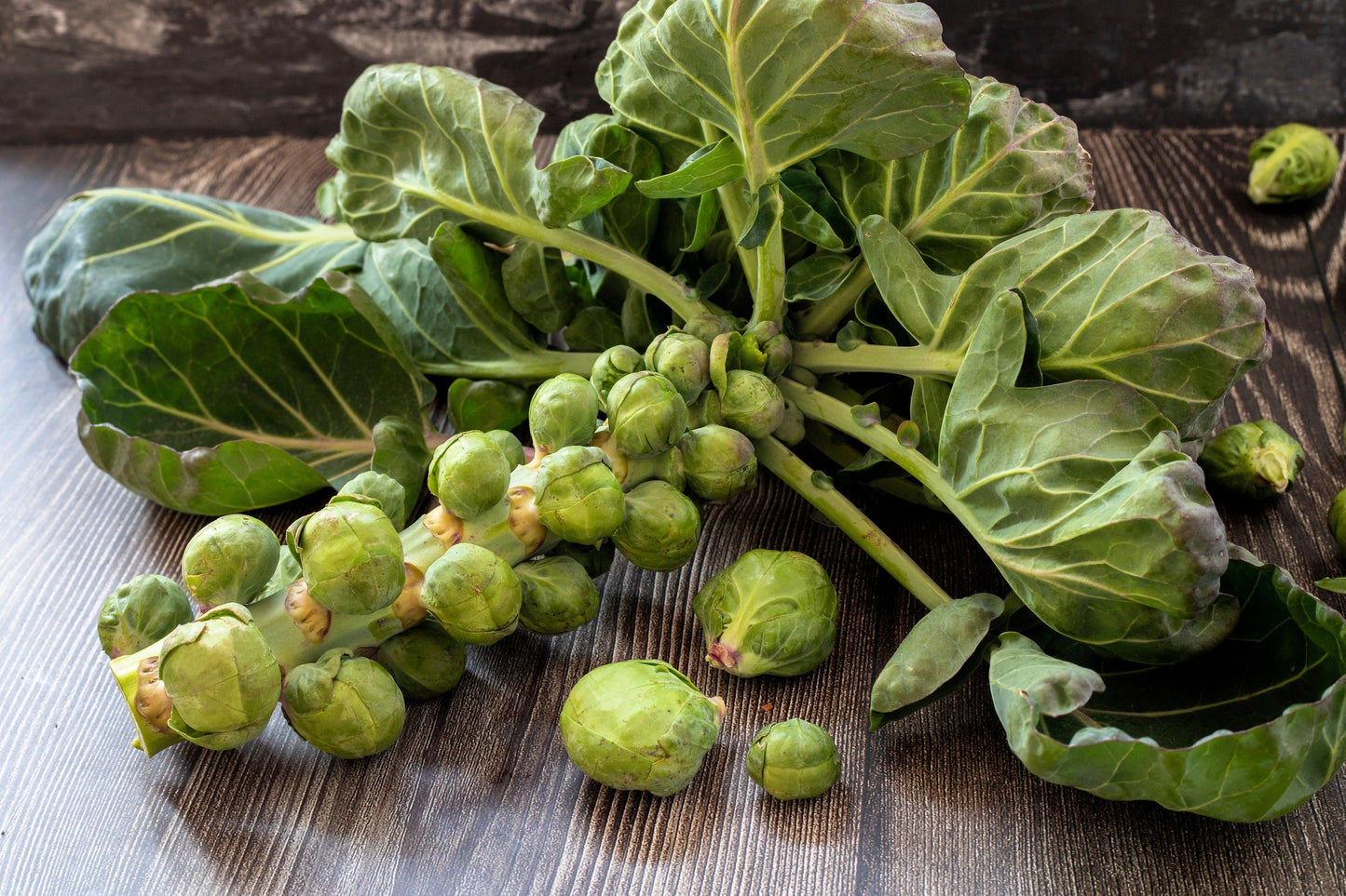 500 Heirloom Brussels Sprouts (Brassica Oleracea) Seeds