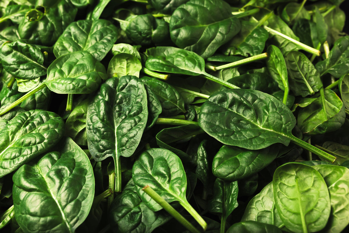Bloomsdale Spinach (Spinacia oleracea) Seeds – 1,500 ct