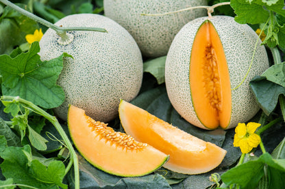 200 Iroquois Cantaloupe Melon (Cucumis Melo) Seeds