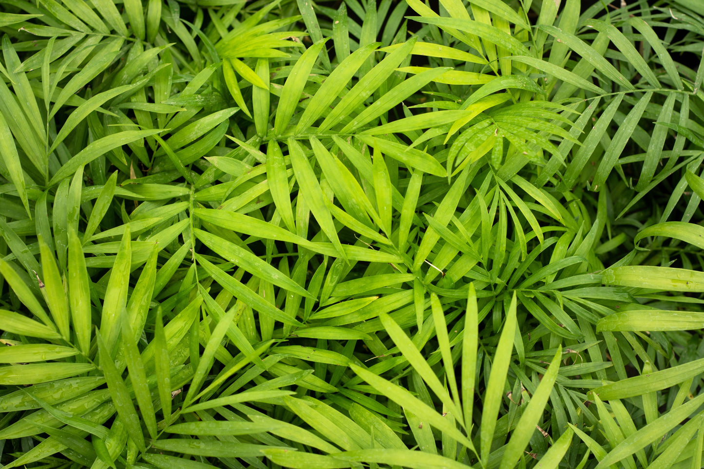 15 Parlor Palm (Chamaedorea Elegans) Seeds