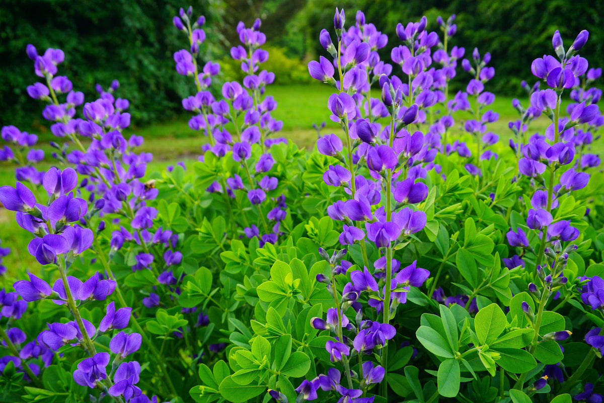 Blue Wild Indigo (Baptisia australis) Seeds – 50 ct