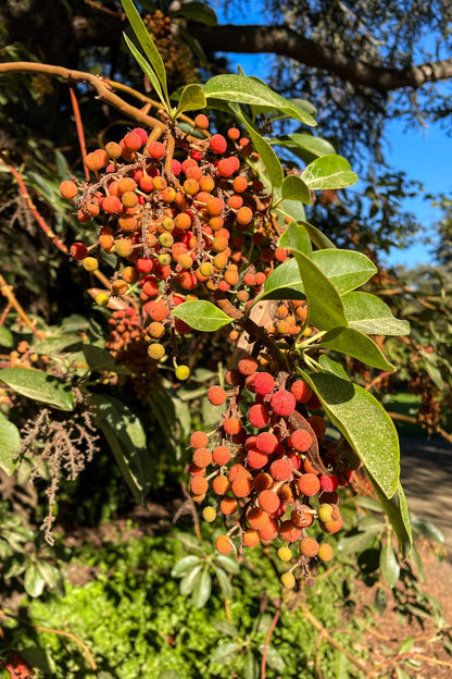 Pacific Madrone (Arbutus menziesii) Seeds – 10 ct