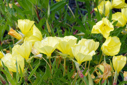 150 Dwarf Evening Primrose (Oenothera Macrocarpa syn. Missouriensis) Seeds