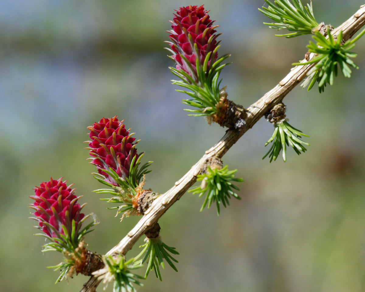 25 European Larch Tree (Larix Decidua) Seeds
