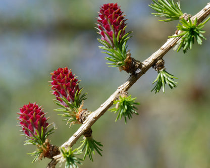 25 European Larch Tree (Larix Decidua) Seeds