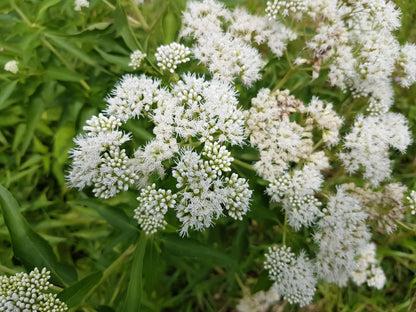 200 Tall White Boneset (Eupatorium Perfoliatum) Seeds