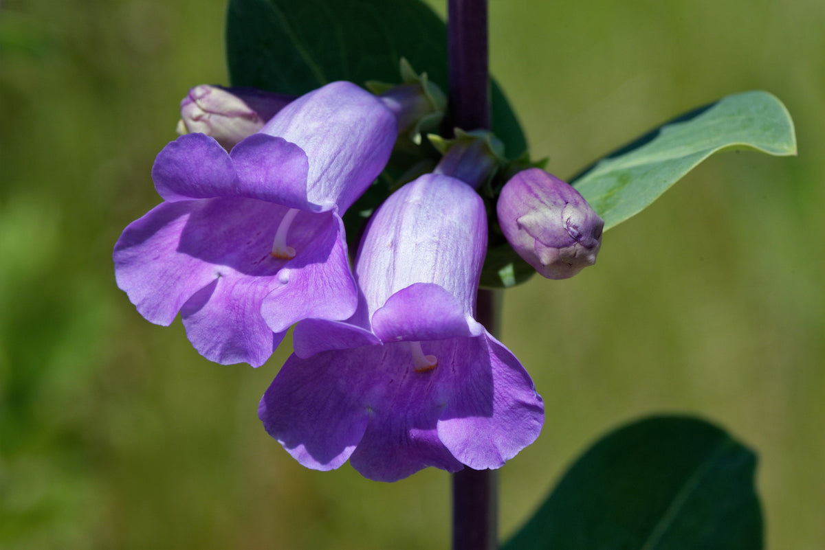 Large Flowered Beardtongue (Penstemon grandiflorus) Seeds – 250 ct