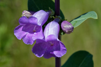 Large Flowered Beardtongue (Penstemon grandiflorus) Seeds – 250 ct