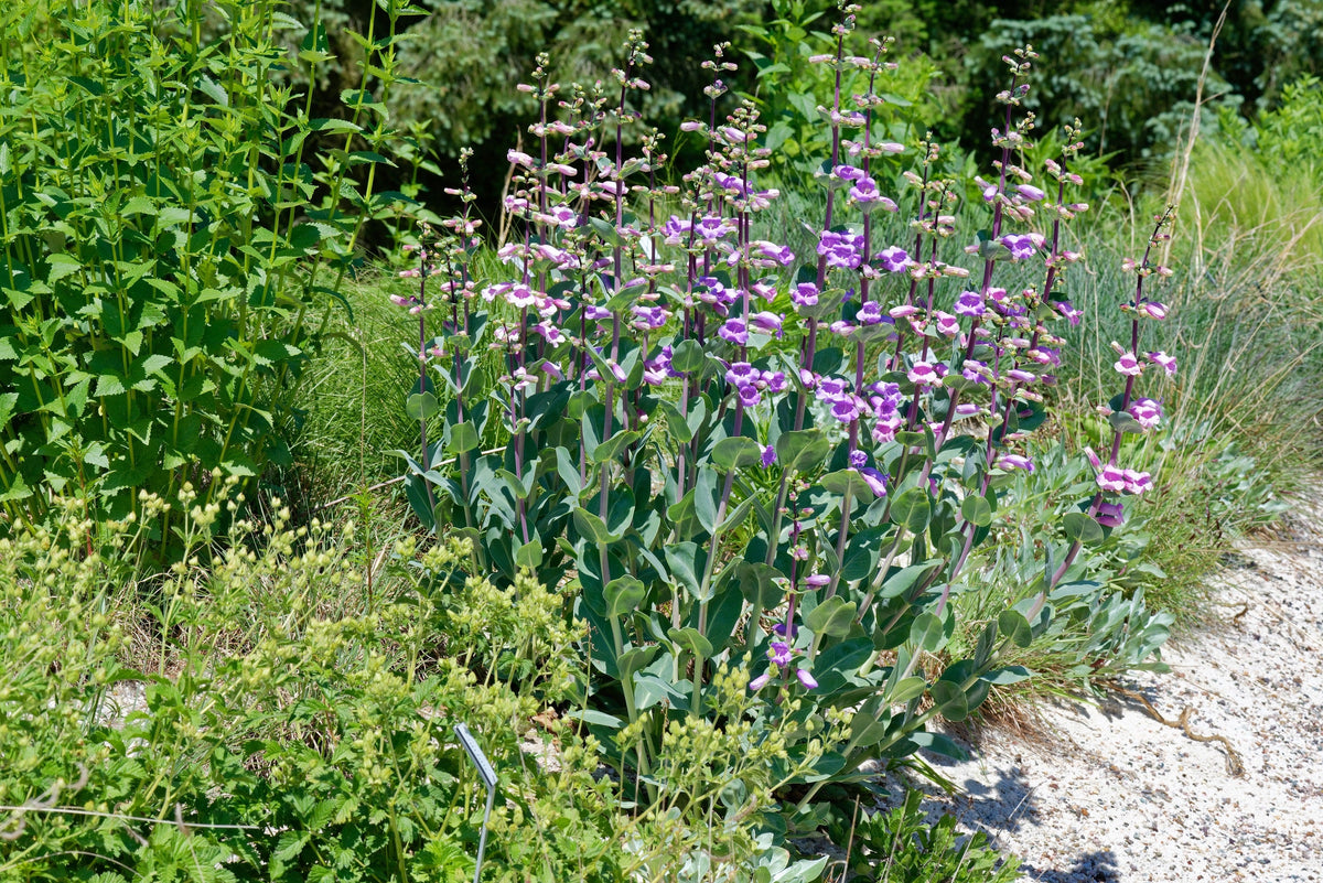 Large Flowered Beardtongue (Penstemon grandiflorus) Seeds – 250 ct
