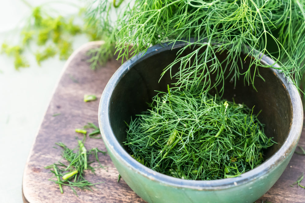 1500 Dukat Dill (Anethum Graveolens) Seeds