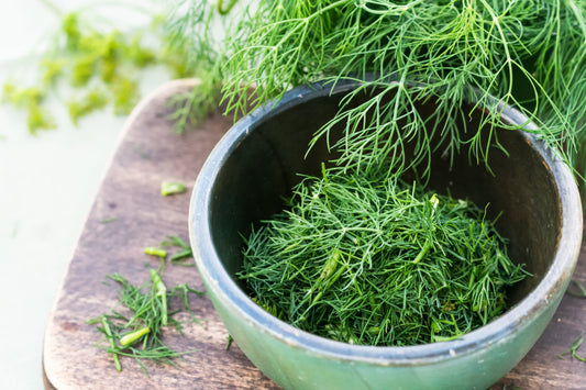 1500 Dukat Dill (Anethum Graveolens) Seeds