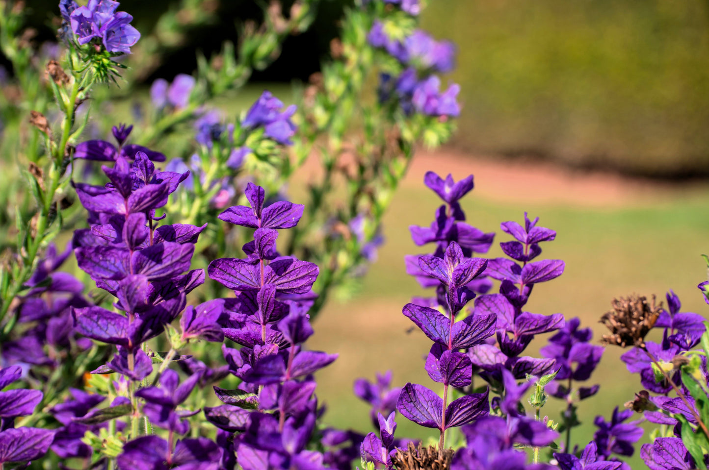 50 Blue Monday Clary Sage (Salvia Viridis Horminum) Seeds