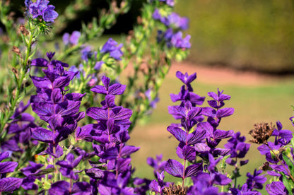 50 Blue Monday Clary Sage (Salvia Viridis Horminum) Seeds