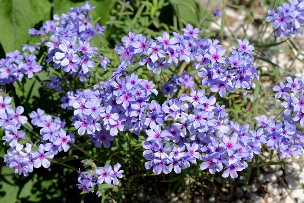 Prairie Phlox Mix (Phlox pilosa) Seeds – 20 ct