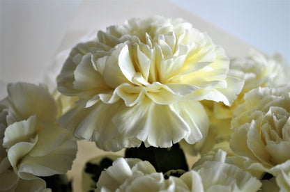 50 White Carnation (Dianthus Caryophyllus) Seeds