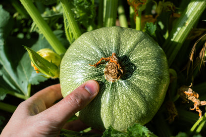 Round Zucchini (Cucurbita pepo) Seeds – 50 ct