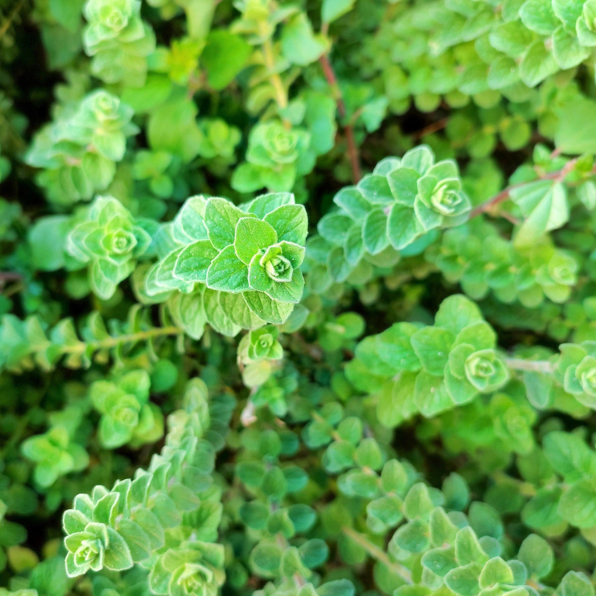 Sweet Marjoram (Origanum majorana) Seeds – 2,000 ct