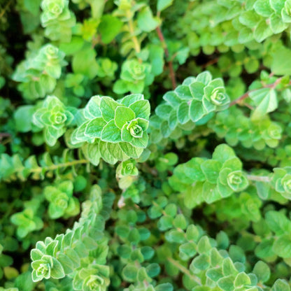 Sweet Marjoram (Origanum majorana) Seeds – 2,000 ct