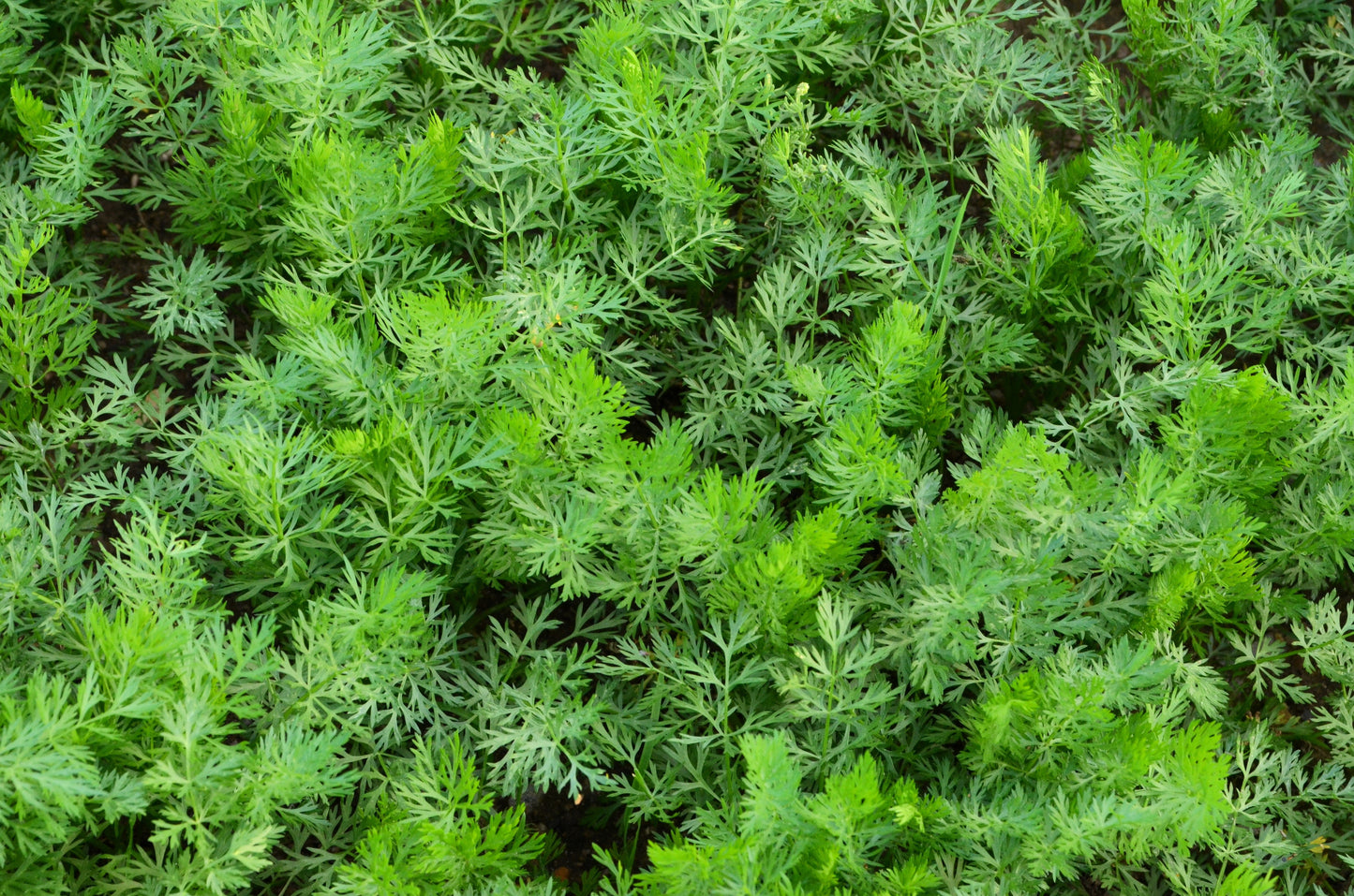 400 Caraway (Carum Carvi) Seeds