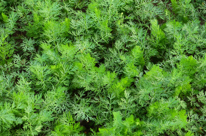 400 Caraway (Carum Carvi) Seeds
