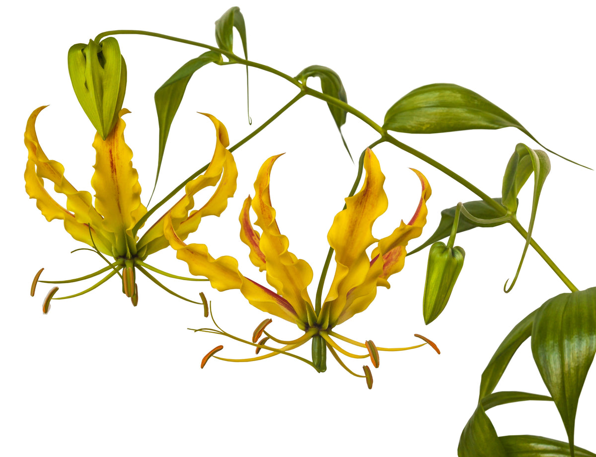10 YELLOW GLORIOSA LILY Flame Lily Gloriosa Lutea Flower Vine Seeds